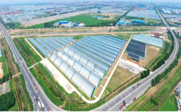 中國500強建設(shè)銀行蔬菜小鎮(zhèn)、番茄小鎮(zhèn)